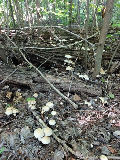 The image depicts a forest floor covered in leaf litter and fallen branches. Numerous small, white mushrooms are scattered across the ground, growing from the decaying organic matter. Several larger logs lie horizontally, forming part of the forest floor's uneven terrain. The background consists of dense trees with sunlight filtering through the canopy, creating dappled light on the ground. There is no visible evidence of human activity or presence in this natural environment. The location within Dimitrovskii, Russia, is inferred to be a wooded area or park.