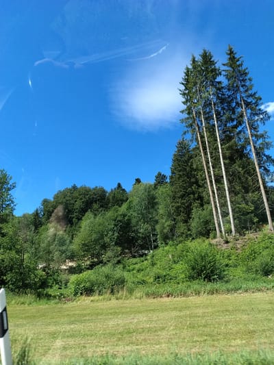 The image shows a view of a green, grassy field in the foreground, with a dense forest covering a hillside in the background. Several tall, slender pine trees are prominent on the right side of the frame, reaching towards a clear blue sky with a wispy white cloud. The forest is composed of various shades of green trees, with some lighter foliage mixed with darker evergreen trees. A light-colored post with black markings is visible on the far left edge of the image, partially obscuring the field. The overall impression is a natural landscape under a bright, sunny sky, likely taken from a moving vehicle given the slight blur and reflection in the upper left quadrant of the sky. The scene is consistent with the natural topography and vegetation found in the area of Hutthurm, Germany.