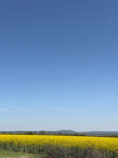 The image shows a bright blue sky transitioning to a lighter blue closer to the horizon. Two contrails are visible in the sky. On the right side of the image is a field of yellow flowers, possibly rapeseed, bordered by trees and shrubs. The location is likely a rural area, possibly near Letnitsa, Bulgaria, given the prompt's specification. There are no people visible in the image.