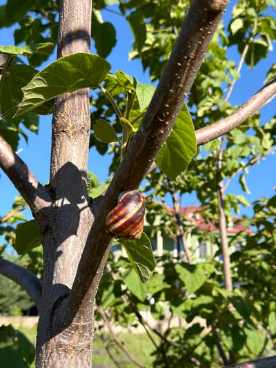 The image depicts a snail clinging to a tree branch in Saguramo, Georgia. The snail has a brown and tan striped shell. The branch is mottled brown and textured, with small leaves sprouting from it. The background consists of green foliage and a blue sky. A building is visible in the background. The lighting suggests it is daytime with direct sunlight.