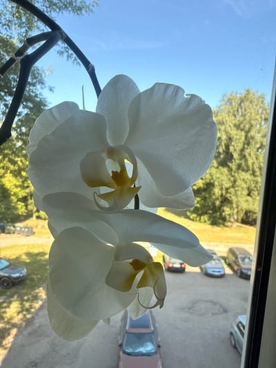 The image displays two white orchid flowers in the foreground, silhouetted against a bright blue sky and lush green trees. The flowers are large and delicate, with prominent yellow centers. They are attached to dark, woody stems, which are also visible.
Through the window on which the orchids are presumably placed, a scene unfolds in the background. This includes a grey asphalt surface, likely a parking lot or road, with several cars parked. The cars appear to be of various models and colors, including a dark grey sedan, a lighter grey car, and a hint of a blue vehicle. The overall impression of the background is that of an outdoor setting, possibly a residential area or a business parking lot.
The lighting suggests that it is daytime, with the sun casting strong highlights on the orchid petals and creating the silhouettes. The clear blue sky indicates fair weather. The inclusion of cars and the asphalt surface points to a developed or urbanized environment, contrasting with the natural elements of the sky and trees.
There is no visible text in the image. The overall mood conveyed is one of natural beauty juxtaposed with everyday human infrastructure. The focus is clearly on the orchids, which are presented in a close-up view, emphasizing their form and texture. The image is taken from a low angle, looking upwards towards the sky and the flowers.