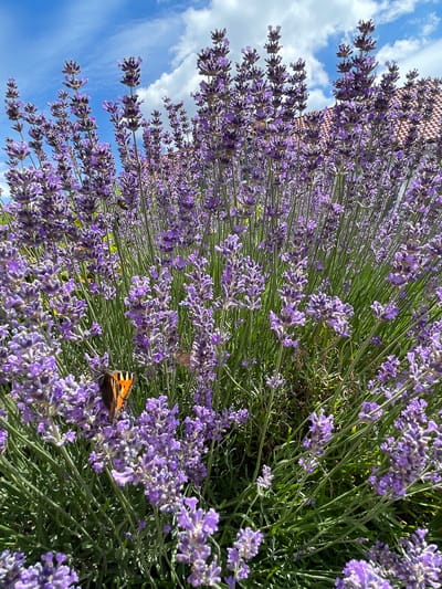 This media file captures a close-up, high-angle view of a lavender bush in bloom. The lavender flowers are a vibrant purple, densely packed along tall green stems. The image is taken outdoors, with a bright blue sky and scattered white clouds visible in the upper left portion. A few terracotta-colored roof tiles are also visible in the background, suggesting a building nearby. The lighting indicates it is daytime, likely sunny given the brightness and clear sky.
A small butterfly, with orange and black markings, is perched on one of the lavender flower spikes, adding a delicate element to the scene. There are no people visible in the image. The overall impression is one of a peaceful, natural setting, perhaps a garden or a field on a pleasant day in Christerode, Germany. The focus is on the texture and color of the lavender, with the butterfly providing a point of interest. There is no visible text in the image.