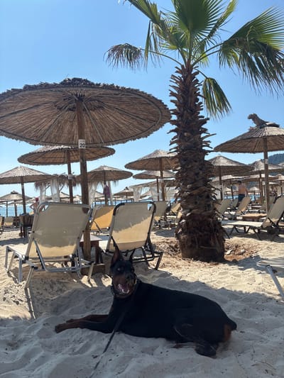 A doberman dog lies on a sandy beach in Skala Potamias, Greece, facing the camera with its mouth open and tongue out. The dog is on a leash, which extends to the bottom left of the frame. Behind the dog, rows of thatched umbrellas and lounge chairs are set up on the beach. A tall palm tree stands to the right of the dog, and its fronds extend upwards. In the background, the blue sea is visible with a few people walking near the water. The sky is clear and blue.