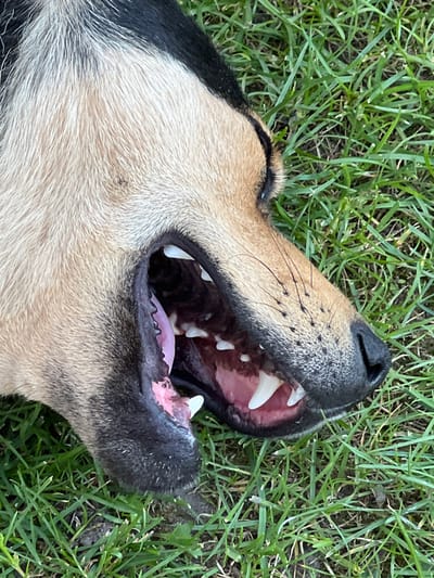 This is a close-up, overhead shot of a dog lying on its back in green grass. The dog's mouth is open, revealing its teeth and pink tongue. The dog has tan and black fur. The lighting suggests it is daytime. The scene is outdoors, likely a park or backyard, given the grass. No people are visible, and there is no visible text. The dog appears relaxed or possibly panting.