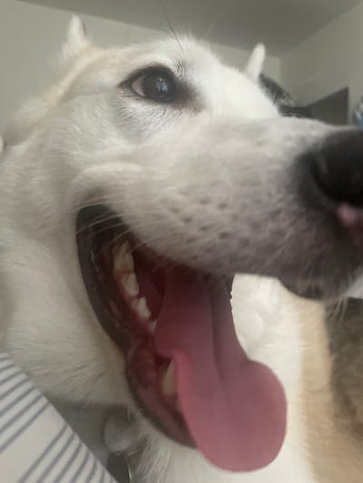 The image is a close-up, low-angle shot of a dog's face. The dog appears to be a husky or a similar breed with white and brown fur. Its mouth is open wide, with its pink tongue hanging out and some of its teeth visible. The dog's eyes are dark and appear to be looking towards the camera. The background is blurred, but suggests an indoor setting, possibly a bed or sofa with striped bedding visible on the left. There is no discernible connection to Torquay, United Kingdom, or any specific urban environment.