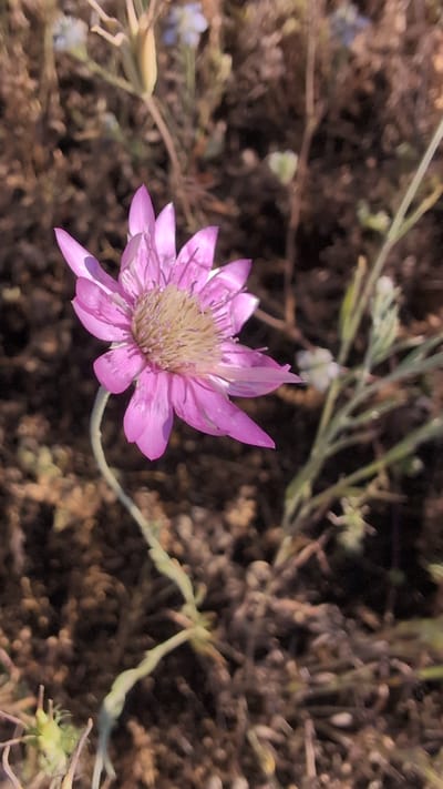 A single pink and cream-colored flower is in focus, centered in the frame against a blurred background of dry earth and vegetation. The flower has numerous delicate, pointed petals radiating from a central cluster of stamens. A thin, pale green stem curves downwards from beneath the flower. The surrounding environment appears to be a dry, natural setting, possibly a field or uncultivated area, with brown soil and sparse, dry plant matter. The overall impression is one of solitude and natural beauty. This image was taken in Krasnopillia, Ukraine.