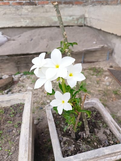 In the city of Bireuenmeunasahblang, Indonesia, a close-up, eye-level shot captures a cluster of five delicate white flowers with yellow centers, blooming on a green stem against a blurred backdrop. The flowers, which appear to be frangipani, are the primary focus. Behind them, a rough, textured wall made of red bricks is visible, topped by a weathered concrete structure. The ground is a mix of dirt, small stones, and patches of sparse green vegetation. In the foreground, two rectangular concrete planters are partially visible, one to the left and one to the right of the frame, both filled with soil and a few small green sprouts. The lighting suggests it is daytime, with soft shadows indicating an overcast sky or indirect sunlight.