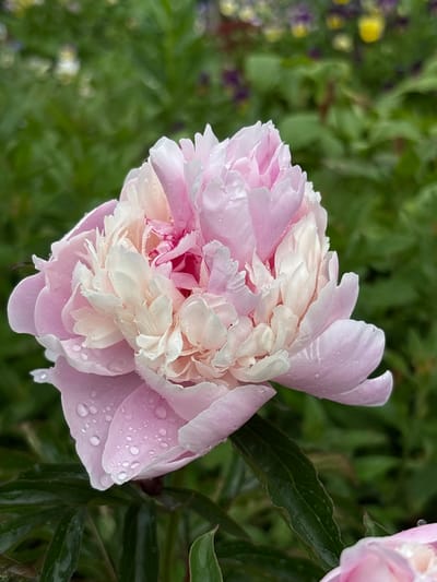 A close-up, eye-level shot captures a pink and white peony flower in bloom. The flower is wet with numerous water droplets clinging to its petals, suggesting recent rain. The background is blurred, showing a lush green garden setting with hints of other flowers, possibly yellow and purple, in the distance. The scene appears to be outdoors, in a garden or park. There are no people or animals visible in the image. The focus is entirely on the detailed texture and delicate beauty of the peony. The location in Yayva, Russia is not evident from the visual information in the photograph.