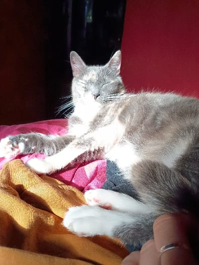 A gray and white cat with black spots is lying on a bed. It has one paw extended on a yellow blanket and the other paw is tucked under its body. The cat's eyes are closed and it appears to be sleeping. The cat is lying on a bed with a yellow blanket and a red and pink blanket visible under the yellow blanket. The cat is lying on a bed with a human hand visible in the bottom right corner. The location of the image is El Talar, Argentina, which is located at the coordinates -34.473, -58.639.