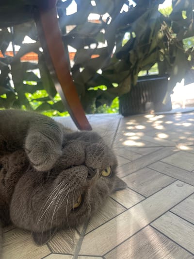 A British Shorthair cat with gray fur is lying on its side on a tiled patio. The cat is looking towards the camera with its head tilted. Its paws are tucked up near its face. The patio is dappled with sunlight and shadows. In the background, there is a wooden table and some green foliage. The scene appears to be outdoors, possibly in a garden or on a porch.