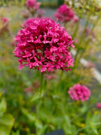 This is a close-up, eye-level, vertical shot of a bright pink flower cluster. The flower head is dense and spherical, composed of numerous small, star-shaped florets with protruding stamens. The dominant subject is the vibrant pink flower in the foreground, which is in sharp focus. Behind it, other pink flower clusters are visible but blurred, suggesting a garden setting with multiple plants. The background transitions from soft green foliage to a muted, out-of-focus yellowish-green, possibly indicating other plants or a natural backdrop. The lighting appears to be natural daylight, casting a soft glow on the petals. There are no people, objects, or text visible in the image. The scene evokes a sense of natural beauty and the delicate details of a blooming flower. The location context indicates this photograph was taken in Sandwell, United Kingdom.