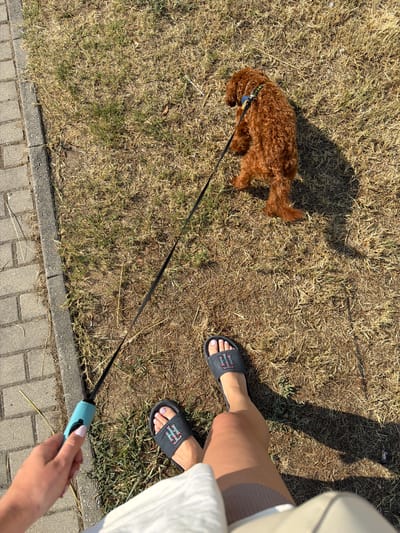 An overhead shot shows a person's legs and feet wearing black slides with a colorful "IH" emblem, standing on dry, brown grass next to a gray concrete sidewalk. The person's hand is holding a teal retractable dog leash, attached to a small, fluffy, reddish-brown dog. The dog is facing away from the camera, looking to the left. The scene appears to be outdoors, possibly in a park or along a residential street. The sunlight casts a long shadow from the dog onto the grass. The location is identified as Kulata, Bulgaria.