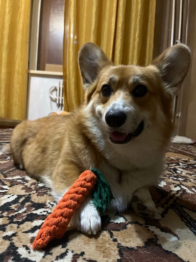 A medium shot shows a Pembroke Welsh Corgi lying on a patterned rug indoors. The dog is facing the camera with its mouth slightly open and its tongue visible. A rope toy shaped like a carrot, with orange and green colors, is positioned in front of the dog's paws. The background features yellow curtains and a window. The scene is likely within a residential setting in Kramatorsk, Ukraine.