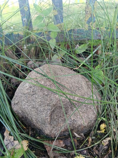 A close-up, eye-level shot captures a large, grey, textured rock nestled amongst long, green blades of grass. Behind the rock and grass, a weathered metal fence, painted a faded teal with patches of rust and yellow lichen, runs horizontally across the frame. The ground beneath is a mix of dark soil, fallen brown and yellow leaves, and the same green grass. The scene appears to be outdoors, potentially in a park or garden area within the city of Nesvizh, Belarus, given the context provided. No people or animals are visible. The lighting suggests daylight, with a slightly diffused quality.