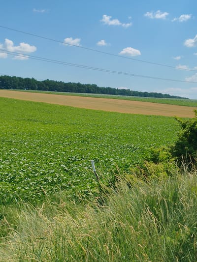 This media file depicts a serene landscape scene in Psilske, Ukraine, under a clear blue sky dotted with fluffy white clouds. The time of day appears to be midday, indicated by the bright sunlight casting minimal shadows. The weather is fair and pleasant, contributing to the tranquil atmosphere.

The foreground is dominated by tall, wispy grasses swaying gently, suggesting a light breeze. Behind the grasses, a vast field of vibrant green crops, likely soybeans given their dense, leafy appearance, stretches out. Further in the background, a strip of golden-brown land, possibly a harvested or different crop, contrasts with the green. Beyond this, a dense line of dark green trees forms a natural horizon.

Subtle man-made elements are visible: thin, dark wires stretch horizontally across the sky, suggesting the presence of power lines, and a white post stands near the edge of the green field, possibly marking a boundary or part of an irrigation system. No people or animals are visible in the frame, emphasizing the quiet, natural beauty of the agricultural landscape. The overall impression is one of peaceful rural life and the abundance of nature. No text is visible in the image.