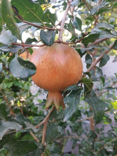 A single, slightly reddish-orange pomegranate hangs from a branch of a pomegranate tree, surrounded by lush green leaves. The pomegranate is round and plump, with a small, brown stem at the top. The leaves are varied in size and shape, with some appearing slightly dusty. The background is blurred, showing hints of foliage and a light-colored wall. The image appears to have been taken outdoors, likely in a garden or orchard, given the presence of the fruit tree. The location is the city of Farkhad, Uzbekistan.