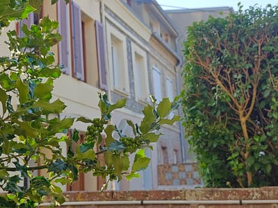 In Étretat, France, a close-up view of a holly branch with green berries is prominently featured in the foreground. The branch is positioned to the left of the frame, with its spiky green leaves and clusters of small, unripe berries catching the sunlight. Behind the holly, a section of a building is visible, characterized by its pale yellow facade and multiple windows fitted with brown shutters. The building appears to be several stories high, with architectural details such as decorative molding above the windows. To the right, a dense green hedge partially obscures the building, its branches a mix of green leaves and brown stems. The background is a soft blur of the building's upper levels and a hint of the sky. The scene suggests a residential or commercial area, likely in a town or city given the presence of the building.