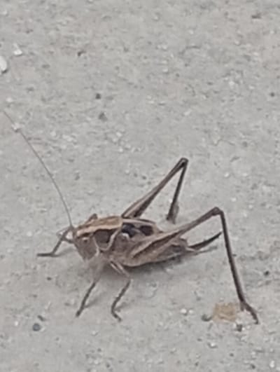 A close-up, high-angle shot shows a light brown cricket with darker brown markings on its body and wings, resting on a light gray, sandy surface. The cricket is positioned in the center of the frame, facing left, with its long antennae extending towards the left. Its legs are spread out, supporting its body. The sandy surface appears to be a pathway or ground in an outdoor setting. No specific location in Arashan, Kyrgyzstan is discernible from the image.