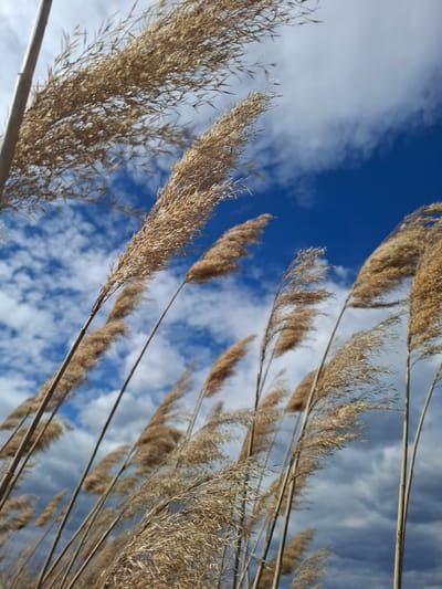 The image shows a low-angle view of tall, dry grasses against a partly cloudy blue sky. The grasses are light brown and appear to be reeds or similar plants, with feathery seed heads. The sky is a mix of deep blue and white clouds, with the clouds appearing as distinct patches. The composition suggests a natural setting, likely a field or marsh area, within the city of Treshchevka, Russia. No people, specific objects or interactions are visible.