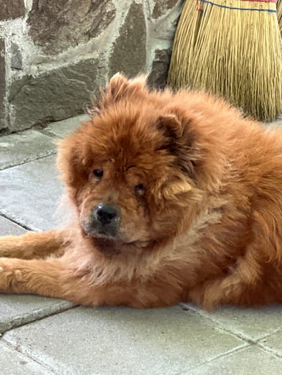 A fluffy, orange Chow Chow dog is lying down on a paved surface. Behind the dog, a stone wall is visible, and to the right, a broom is leaning against the wall. The scene appears to be outdoors. The location is identified as Karabunar, Bulgaria.