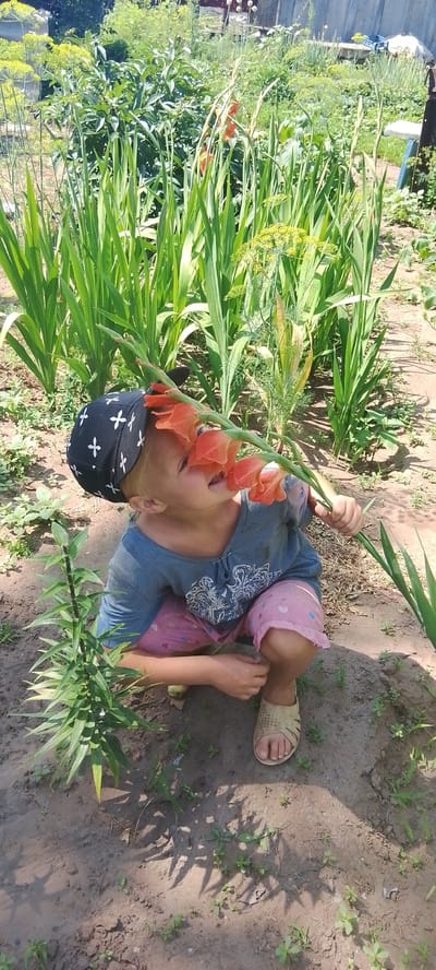 A child wearing a black bandana with white crosses and a blue t-shirt is crouching in a garden, smelling an orange gladiolus flower. The child has pink shorts with heart patterns and is wearing tan sandals. The garden is filled with tall green plants, including gladiolus and dill. The ground is made of dark soil with scattered small green weeds. In the background, there is a wooden fence, a blue bucket, and other garden elements. The scene appears to be in a rural outdoor setting, likely a private garden.