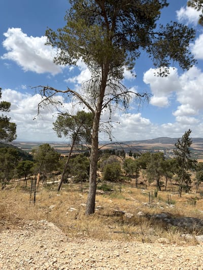 A tilted outdoor scene shows a landscape view under a blue sky dotted with white clouds. The foreground is dominated by a tree with green foliage on the left, transitioning to bare branches towards the center. The ground is covered with dry vegetation and rocks, suggesting an arid environment. In the midground, there is a valley with patches of green and brown, likely indicating agricultural fields. On the right side of the image, a slope is visible, covered with dry grass and some trees. The background reveals distant hills. The scene is in Al Jizah, Jordan.