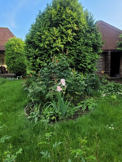 The image depicts a yard with a wooden structure resembling a shed or small house with a corrugated metal roof. In front of the structure is a lush garden area with several large evergreen trees, a rose bush with several buds and some red flowers, and a blooming pink iris. The grass is green and appears to be recently mown. The sky is clear and blue. The image is a still shot, with no people or animals visible. The location is identified as Navapolski Sel'ski Savet, Belarus.