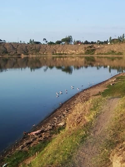 The image displays a still body of water under a clear, light blue sky, situated in Central ward, Kenya. The distant landmass is an earthy, sloped embankment topped with scattered green trees, vertical poles, and a fence line; a small red-roofed structure is visible on the far right. The water's surface distinctly mirrors the sky and the distant embankment. The near shoreline consists of a rocky edge with sparse debris, ascending to a grassy bank that includes a narrow dirt path. Approximately 15-20 small, white and dark-feathered birds are visible standing or wading along the immediate water's edge.