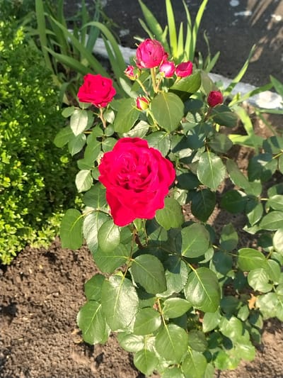 A close-up, eye-level shot captures a vibrant red rose in full bloom, its petals unfurling in the sunlight. The rose is the central focus, with smaller, pink rose buds and developing blooms clustered above it on the same stem. Lush, green leaves surround the roses, some catching the light with a slight sheen. To the left, a dense, dark green shrub provides a textural contrast. In the background, the blurred shapes of longer, green foliage suggest other plants in a garden setting. The ground below is composed of dark, rich soil. This scene is located in the city of Ivankiv, Ukraine.