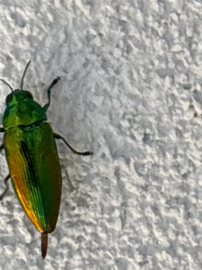 An emerald beetle, with iridescent green and gold wings, is captured in a close-up shot against a textured, off-white surface, likely a wall. The beetle is positioned in the lower right quadrant of the frame, facing towards the left. Its body is elongated, and its wing casings display a metallic sheen that transitions from green to a warm golden hue towards the rear. The beetle's legs are visible, and its antennae are pointed forward. The background, which fills the majority of the image, is a rough, mottled white surface, suggesting an outdoor environment. The lighting indicates it is daytime, with shadows cast on the textured wall, implying the sun is shining. No people, text, or specific landmarks are visible. The overall impression is of a common insect in its natural or semi-natural habitat.