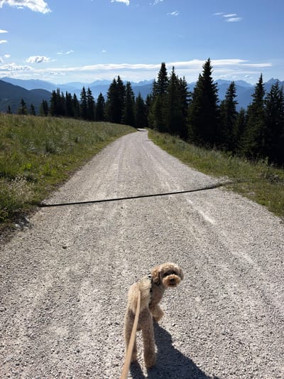A light-colored poodle mix dog on a leash walks on a gravel road that curves away into the distance. The dog is facing away from the camera, looking back over its shoulder. A dark, horizontal cable or hose is stretched across the road in the foreground. The road is bordered on the left by a grassy slope with wildflowers and on the right by a dense line of dark green pine trees. In the background, layers of blue-hued mountains recede into the distance under a clear blue sky with scattered white clouds. The scene appears to be a mountain trail, likely in the vicinity of Mühlbach - Rio di Pusteria, Italy, given the topography and vegetation. The lighting suggests it is a sunny day.