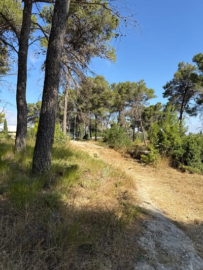 The image depicts a sun-drenched pathway winding through a forested area with tall pine trees. The ground is covered in dry, golden grass and a few scattered rocks. The sky is a clear, vibrant blue. In the background, there are more trees and some low green bushes. To the far left, a building with a yellow facade is partially visible amongst the trees. A single lamppost stands along the path in the middle ground. This scene is consistent with the natural landscape found in Kfar Vradim, Israel, a town known for its wooded surroundings and hilly terrain.