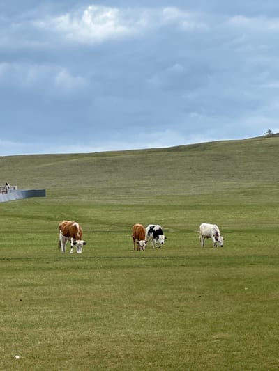 The image depicts a grassy landscape under a cloudy sky. A hillside is visible on the left. In the foreground, four cows are grazing in a line. An object resembling a metal slab is also visible in the foreground. The setting is Khuzhir, Russia.