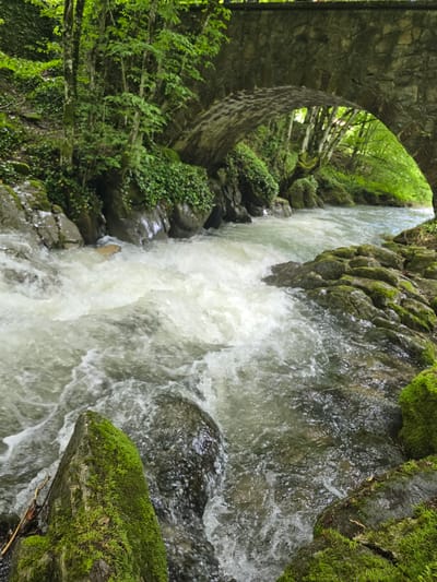 The image depicts a natural outdoor scene featuring a fast-flowing river passing under an old stone arch bridge, located in Ribaritsa, Bulgaria. In the foreground, turbulent, light-colored water with white rapids flows over and around numerous moss-covered rocks. The rocks on the immediate banks are also heavily covered in vibrant green moss. The river recedes into the midground, where it passes beneath a rustic stone bridge constructed from irregularly shaped, dark-toned stones forming a single prominent arch. Beyond the bridge, and extending along the riverbanks, is a dense, lush forest characterized by numerous deciduous trees with vibrant green foliage and climbing ivy on rocks and tree trunks. The overall environment is verdant and appears untouched by human presence other than the bridge itself. No individuals or animals are visible within the frame.