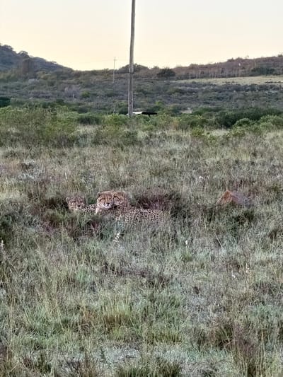 The scene is in a grassy field in George, South Africa. Two feline animals are lying near netting material. A brown animal is above the two cats in the grass. A hill is in the background, and electrical poles are in the mid-ground. The sky is light.
