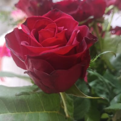 A close-up, slightly blurred image showcases a deep red rose in full bloom, dominating the foreground. The rose's petals are intricately layered, with some edges appearing darker and almost black, suggesting a velvety texture and rich color. Subtle variations in light and shadow highlight the curves and depth of the flower. To the left of the main rose, hints of other blurred red and pink flowers are visible, suggesting a bouquet. Lush green leaves provide a soft, out-of-focus backdrop. The image is a still life, with no people or actions depicted. The scene is likely set indoors or in a shaded outdoor location given the soft lighting. There is no information in the image that allows for identification of its location in Urgench, Uzbekistan.