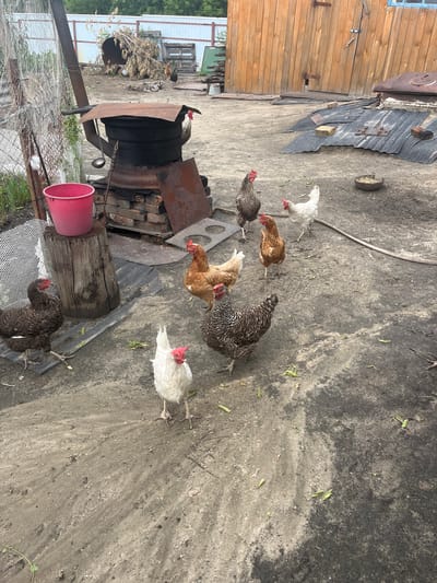 The image depicts an outdoor rural scene, likely a backyard or farmyard, with several chickens scattered on a dirt and gravel ground. In the foreground, there are at least six chickens visible. One white chicken stands prominently in the center, facing forward. To its left, a dark-feathered chicken with white speckles is looking to the left, and partially obscured by it is another dark-feathered chicken. To the right and slightly behind the white chicken, a brown and white speckled chicken is looking to the right. Further back, another brown chicken with white markings is visible.

In the background, a large, dark, cylindrical structure with a rusty metal lid is situated on a brick base, resembling an outdoor stove or a large cauldron, with a metal ladle hanging from it. To the left of this structure is a pink bucket on a wooden stump. Behind the stove, there is a chain-link fence and some greenery. Further back, a weathered wooden building with large double doors is prominent, and to its right, a sloped corrugated metal roof is visible, with bricks and other debris scattered on it. The overall environment appears somewhat unkempt, with scattered leaves and debris on the ground. The scene is likely located in the village of Sukhinskoye, Russia, given the context of rural settings and common agricultural practices in such areas.