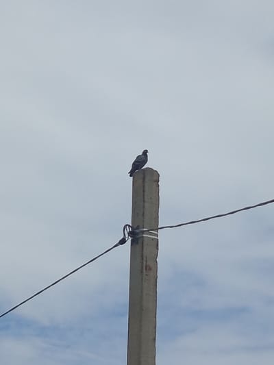 A single pigeon is perched on top of a concrete utility pole under a cloudy sky. Power lines are visible extending horizontally from the pole. The scene is located in the city of Kenjekol, Kazakhstan.