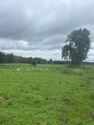 This is a vertical, full-shot photograph of a grassy field with a line of geese walking across it. The field is a vibrant green, with some taller grasses and clover. In the background, a dense line of trees creates a dark backdrop against a cloudy, overcast sky. A large, solitary tree stands prominently in the left-middle ground, its branches spread wide. The geese, a mix of white and grey, are scattered across the field, some walking in a line, others appearing to graze. There are at least eight geese visible. The overall scene suggests an outdoor, rural setting, possibly a farm or pasture. The lighting indicates it is daytime, though the heavy cloud cover suggests a cloudy or possibly rainy day. No text is visible in the image. The location is identified as Kholsavski Rural Council, Belarus.