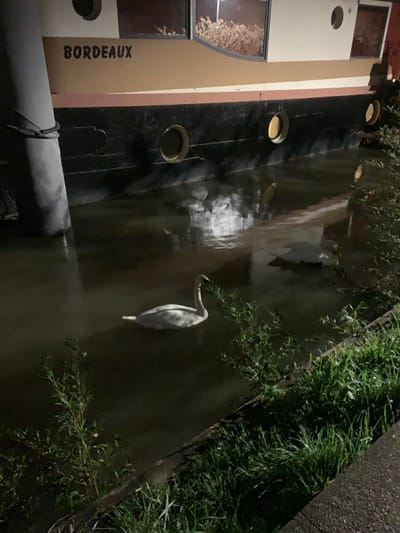 The scene depicts a nocturnal view of a waterway in Issy-les-Moulineaux, France. A vessel, identified as a barge or houseboat, is moored on the left side of the frame, secured to a light-colored vertical mooring post with a thick rope. The vessel's hull below the waterline is submerged in dark, reflective water. Its visible structure consists of a lower black section featuring three distinct circular portholes, and an upper, lighter-colored section, possibly beige, which prominently displays the name "BORDEAUX" in black capital letters. Rectangular windows on the upper section reflect ambient light and contain what appears to be dry plant material.

Two white swans are present in the murky water. One swan is positioned in the foreground, oriented towards the left, with its neck extended upwards. A second swan is partially visible further back and to the right, closer to the bank. The right bank of the waterway is characterized by dense green foliage, including grass and small shrubs, extending into the water. A dark, level surface, consistent with a paved edge or walkway, borders the foliage at the bottom right of the image. Ambient light sources, not visible within the frame, illuminate the scene, casting reflections on the water's surface.