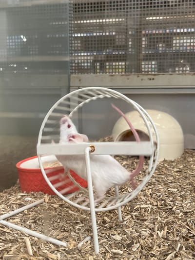 A white albino mouse with red eyes, pink ears, and a pink tail is captured in mid-action, running vertically within a white wire-frame exercise wheel inside a clear enclosure. The floor of the enclosure is covered with light brown wood shavings. To the left, a red bowl with a white interior rim is partially visible, containing light-colored material. In the background to the right, a cream-colored, igloo-shaped pet house with a dark opening is present. The environment beyond the enclosure glass is blurred, displaying a grey, perforated grid pattern, suggestive of a controlled facility or retail space in Gif-sur-Yvette, France.