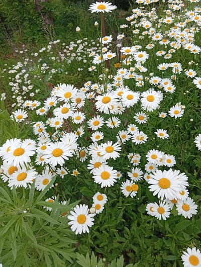 The image shows a dense field of white daisies with yellow centers, interspersed with lush green foliage and grass. The daisies are in various stages of bloom, with some fully open and others still budding. The background is blurred, suggesting a shallow depth of field, and appears to be a natural outdoor setting with trees and other vegetation. There are no people or animals visible in the image. The scene is characteristic of a garden or a meadow in a natural environment. The specific location in Nakhodka, Russia cannot be determined from the image alone.