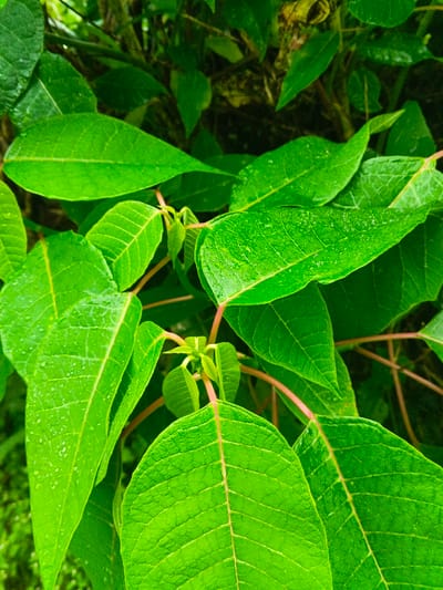 A close-up, vertical photograph captures a dense arrangement of vibrant green plant leaves and reddish-pink stems within the city of Keo Kouang, Laos. The primary subjects are numerous ovate to elliptical leaves, each exhibiting distinct venation. Many of these leaves are coated with small, reflective water droplets on their upper surfaces. Lighter green, nascent leaves are visible at the growth points of the reddish-pink stems, which branch throughout the frame. The background consists of out-of-focus darker green and brown foliage, indicating a natural, vegetated environment. No individuals or artificial objects are present.
