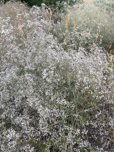 The image shows a dense cluster of small white flowers, possibly baby's breath, against a natural, outdoor background. The flowers are delicate and numerous, creating a soft, frothy appearance. Some dried grasses or stalks are interspersed within the blooms, adding a touch of earthiness. The lighting suggests it is daytime, and the overall impression is one of natural abundance. The image does not depict any people, animals, or man-made structures. The scene appears to be in a rural or semi-rural area. Without further information, the specific location within the city of Mamontovo, Russia, cannot be determined from the visual content alone.