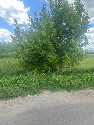 The image depicts an outdoor scene with a focus on a lush green tree and surrounding vegetation. The tree, with its dense canopy of vibrant green leaves, is the central subject. The lower portion of the scene is dominated by a carpet of green grass interspersed with small yellow wildflowers. The ground in the foreground consists of a rough, grey asphalt surface, possibly a road or pathway, with some debris scattered on its edge where it meets the grass. In the background, a field of green grass stretches out, and beyond that, a line of trees can be seen. The sky above is a bright blue, dotted with fluffy white clouds. The overall impression is one of a natural, undeveloped landscape, likely in a rural or suburban setting within the city of Srednie Tatmyshi, Russia. There are no people or animals visible in the image. The lighting suggests it is daytime.