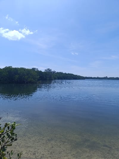 The image shows a view of a calm body of water with clear, blue water. The water is shallow, and a sandy bottom can be seen in the foreground. There is a line of trees on the opposite bank of the river. The sky is clear and blue, with some white clouds scattered across the sky. The image was taken in Kecamatan Banyuputih, Indonesia, at the coordinates -7.754 latitude and 114.367 longitude. There are no people or other subjects visible in the image. The scene is peaceful and tranquil.