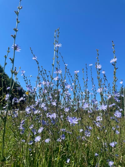The image shows a field of blue chicory flowers in bloom under a clear blue sky. The flowers are delicate with thin petals and are growing on tall, slender stalks. The foreground is filled with the flowers and green grass, with some of the stalks reaching towards the top of the frame. In the background, there are trees and a hint of a road or pathway, suggesting an outdoor, rural or semi-rural setting. There are no people or animals visible in the image. The lighting indicates it is daytime, with bright sunlight casting clear shadows. The overall impression is one of natural beauty and tranquility. The location is specified as Bormist, Russia.