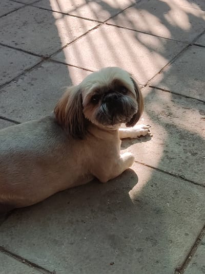 The image shows a light brown and white Shih Tzu dog lying on a tiled outdoor surface. The dog is lying on its back, with its front paws crossed. Sunlight is casting shadows on the ground, suggesting it is daytime. The tiles are grey and rectangular, laid in a grid pattern. The shadows create a striped pattern across the scene. There are no people or text visible in the image. The dog appears to be relaxed and comfortable. The setting appears to be a patio or courtyard.