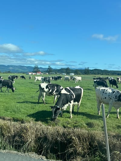 The image, appearing rotated 90 degrees clockwise, depicts a sunny daytime scene of a herd of black and white Holstein Friesian cows grazing in a vibrant green pasture. Numerous cows are visible, with several in the foreground actively bending their heads to eat grass. The lush green field stretches towards distant, tree-covered rolling mountains under a bright blue sky with scattered white clouds. Along the right edge of the frame, a patch of dried, wild grass and a metal post or barrier are visible, suggesting the edge of a road or viewing area. In the mid-ground, more cows are spread across the field, and a few evergreen trees can be seen. A small, red-roofed building is faintly visible in the far distance, nestled among the trees. The overall atmosphere is serene and pastoral, indicative of a thriving dairy farm in a rural landscape, consistent with the Tillamook area. No discernible text is present.