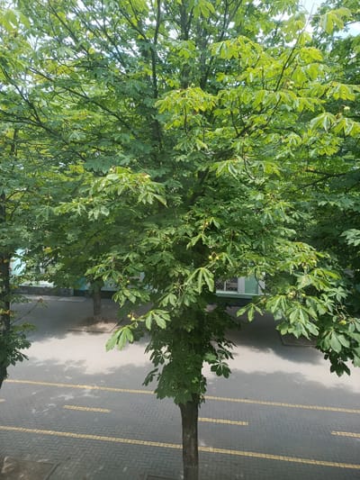 The image shows a full shot of a mature horse chestnut tree with lush green leaves. The tree is positioned in the foreground, with its trunk visible at the bottom center of the frame and its branches and foliage filling most of the image. In the background, a paved area with yellow markings is visible, suggesting it might be a parking lot or a pedestrian walkway. Adjacent to the paved area is a building with light blue and white elements, possibly a school or an administrative building. The scene appears to be an outdoor urban environment in Pokrov, Ukraine, characterized by the presence of a large tree and architectural structures. There are no people or animals visible in the image. The lighting suggests it is daytime, with shadows cast by the tree on the pavement.